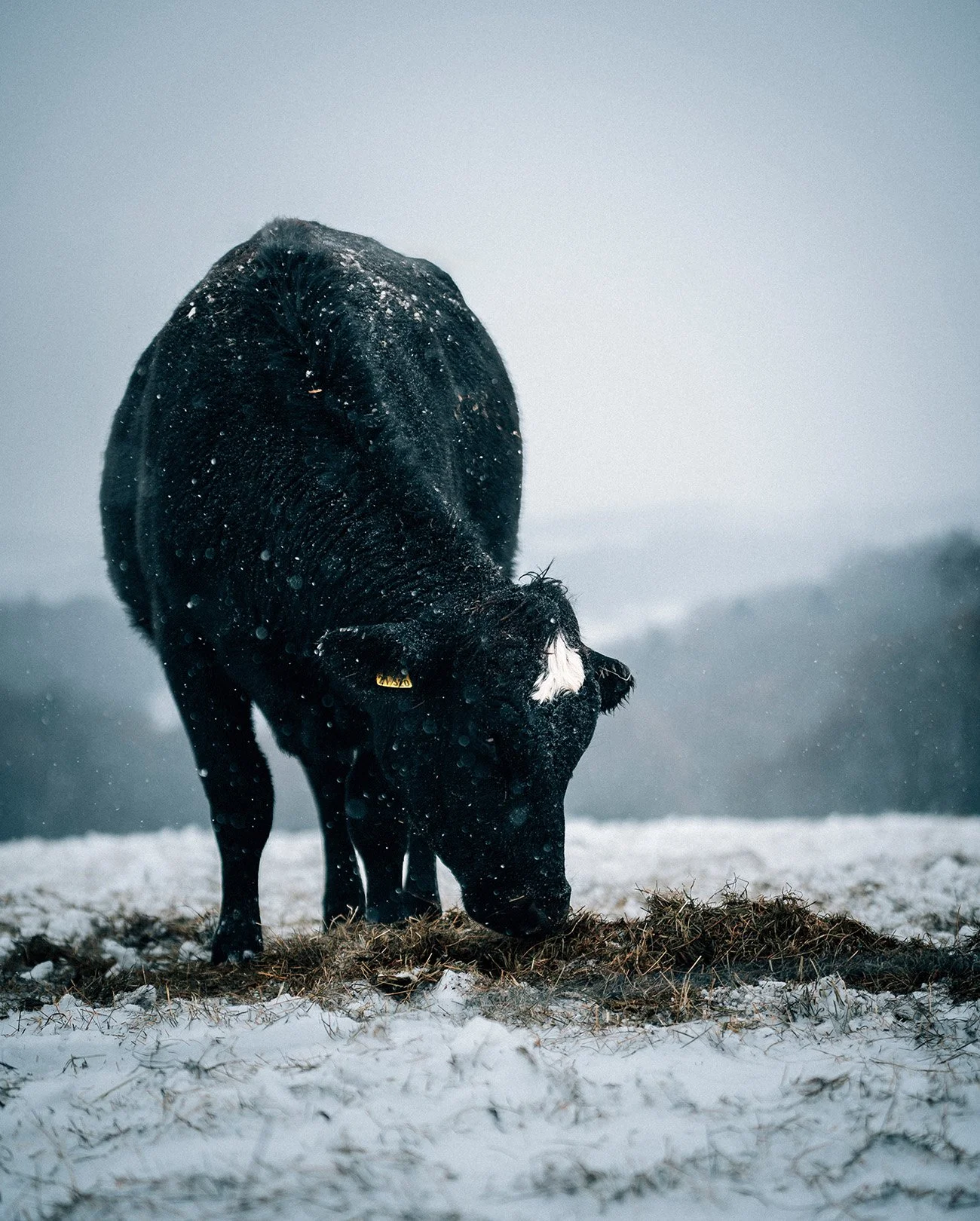Calm, colorful, ambient nature photography: A black and white cow grazing on grass in a snowy field during overcast weather.
