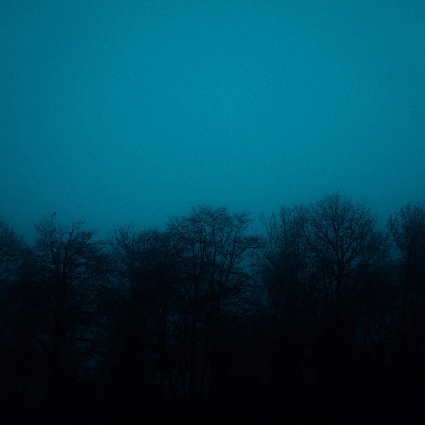 Quiet, heavy, cinematic atmospheric photography: Silhouettes of leafless trees against a blue evening or early morning sky.