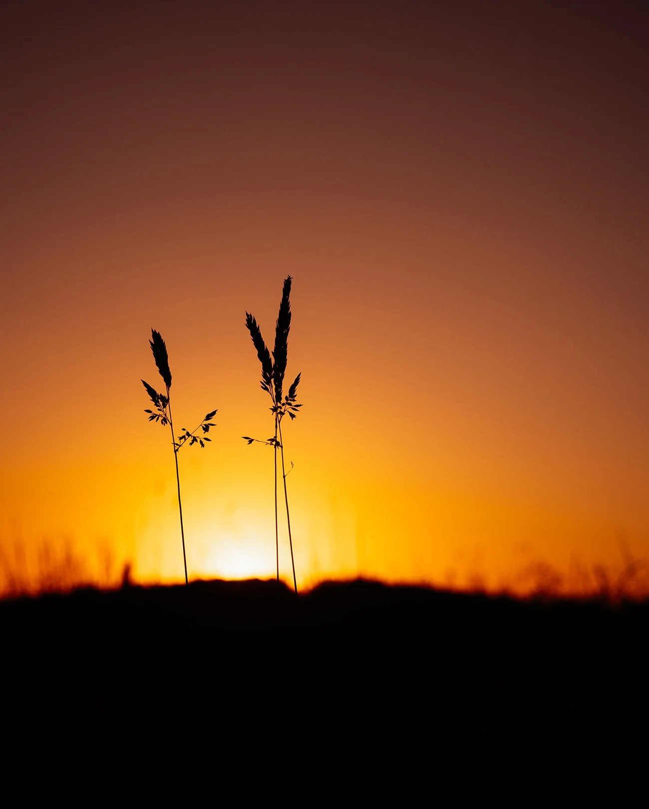 Calm, colorful, ambient nature photography: Silhouette of three tall grass stalks against a sunset with an orange sky.