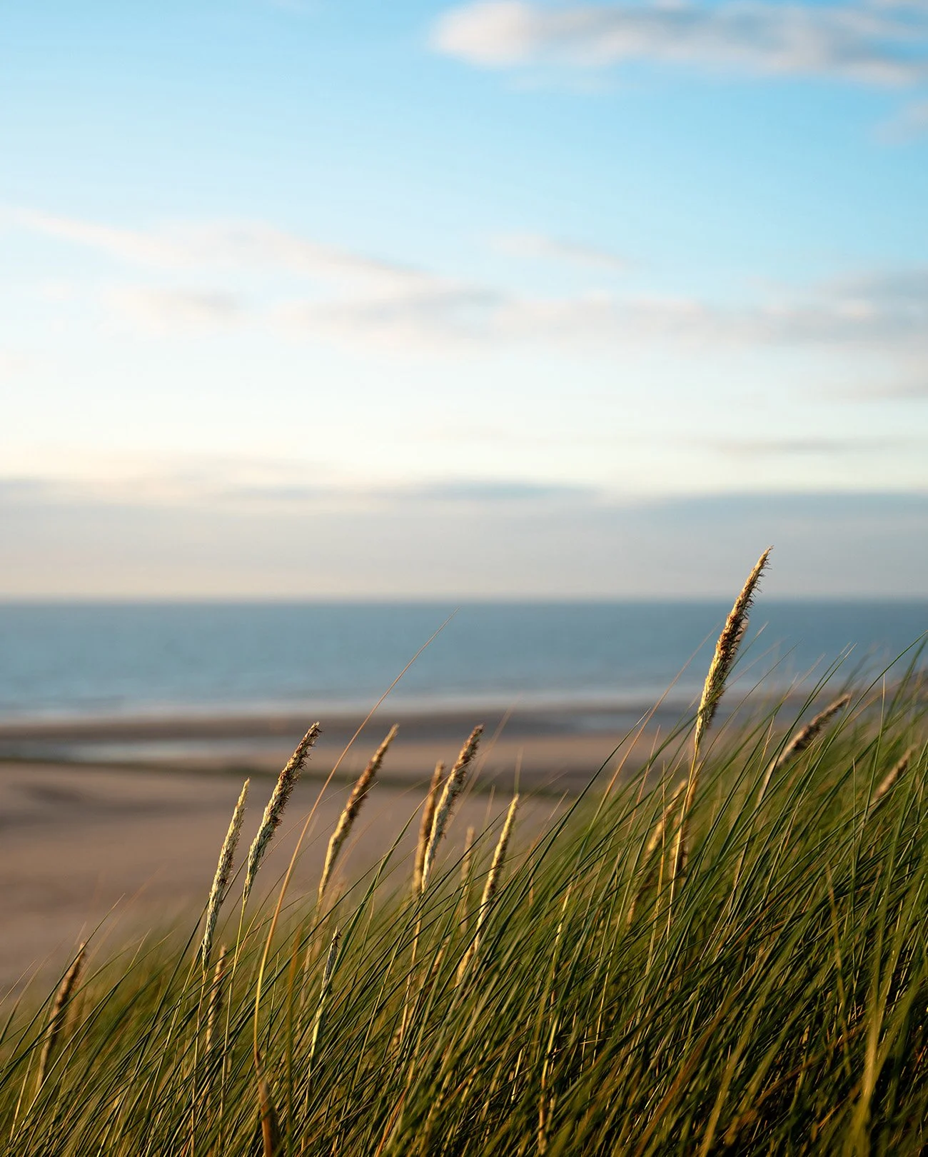 Calm, colorful, ambient nature photography: Dunes with tall grass on a beach, with the ocean and sky in the background.