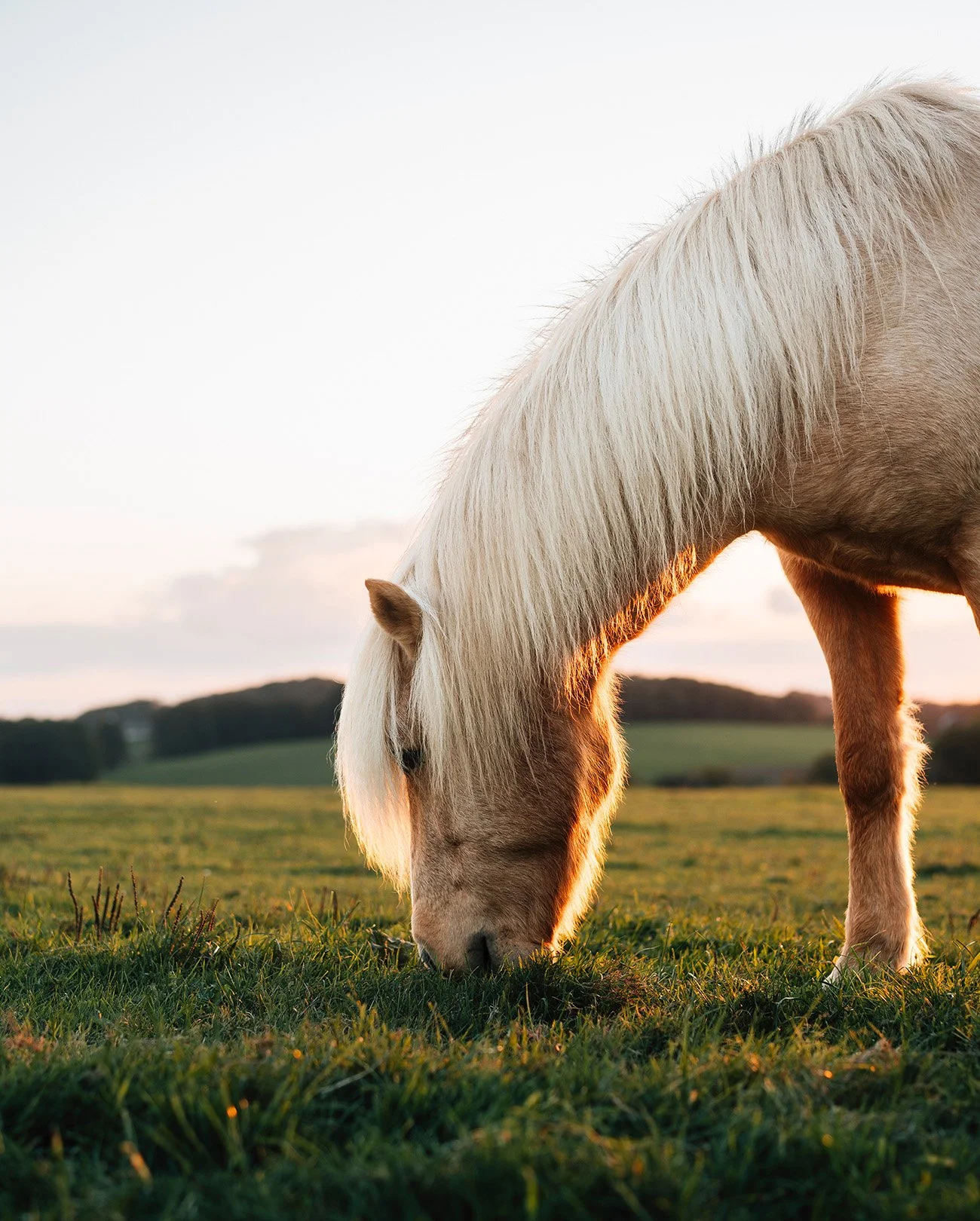 Calm, colorful, ambient nature photography: A white horse grazing in a field during sunset.