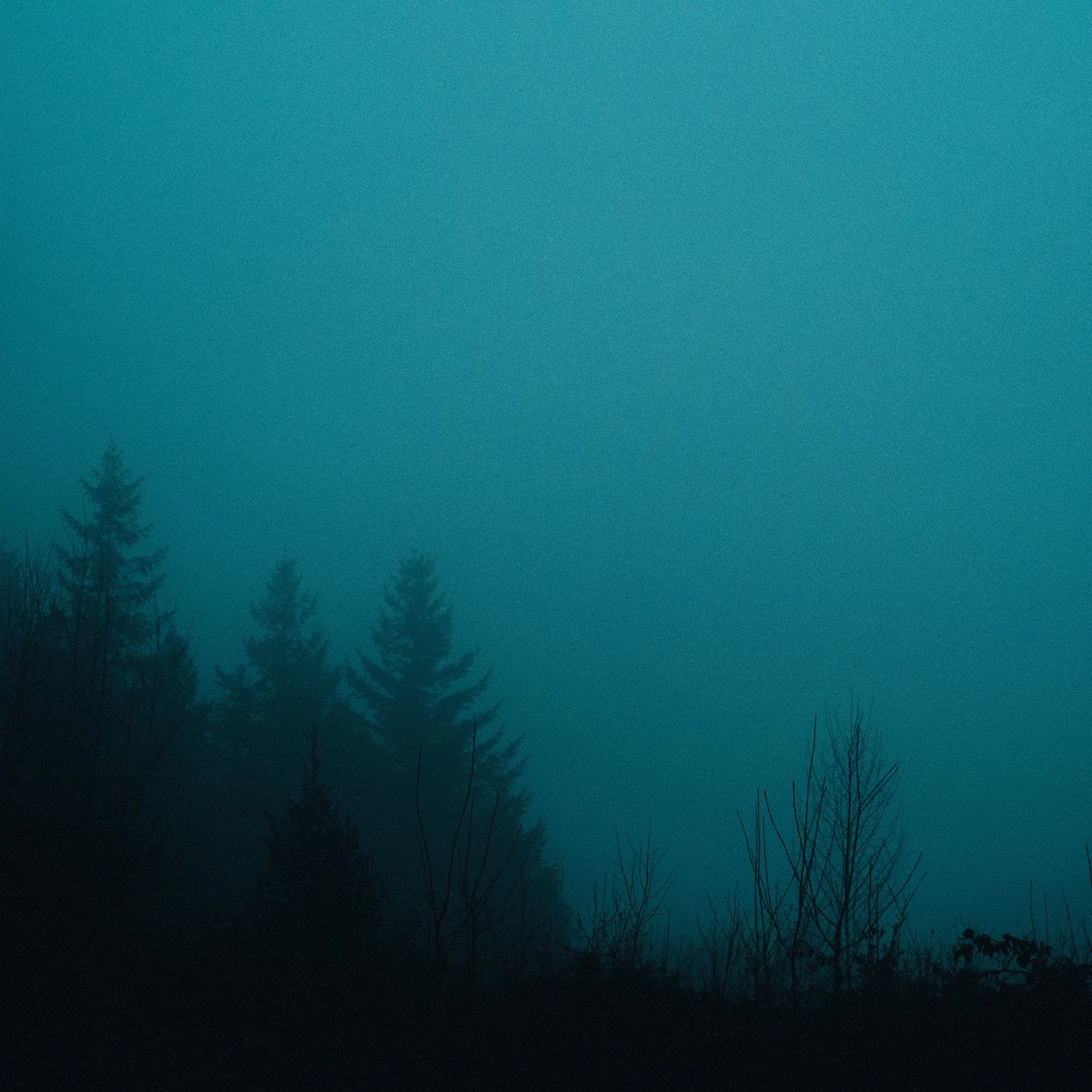Quiet, heavy, cinematic atmospheric photography: Silhouettes of trees in a foggy, dark forest with a teal sky.
