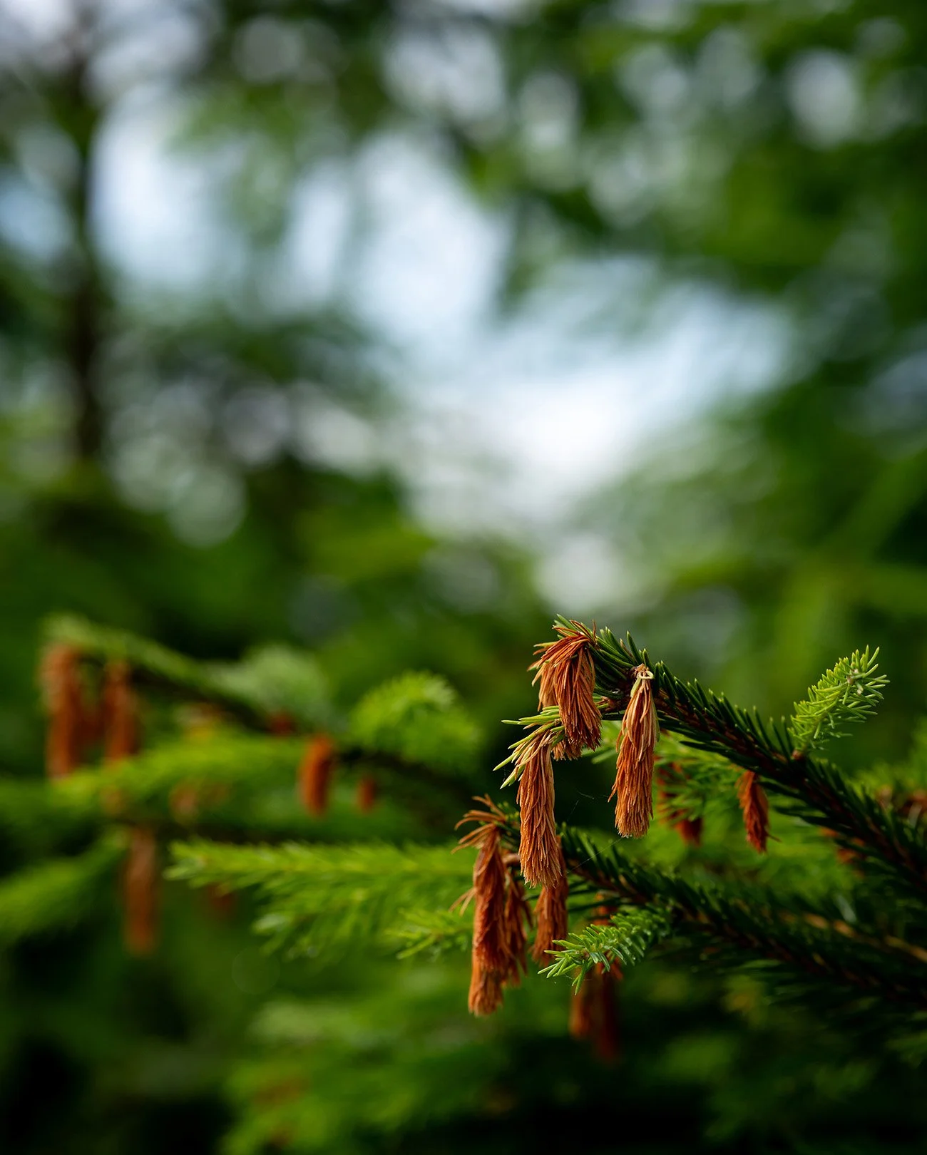 Calm, colorful, ambient nature photography: Close-up of green pine branches with brown pine cones or flower buds, blurred green forest background.