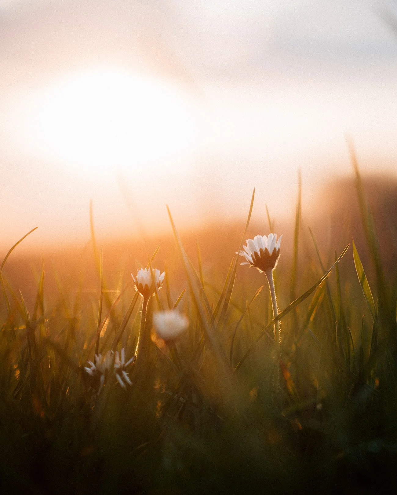 Calm, colorful, ambient nature photography: Close-up of small white daisies in a grassy field during sunset with warm orange and pink sky in the background.