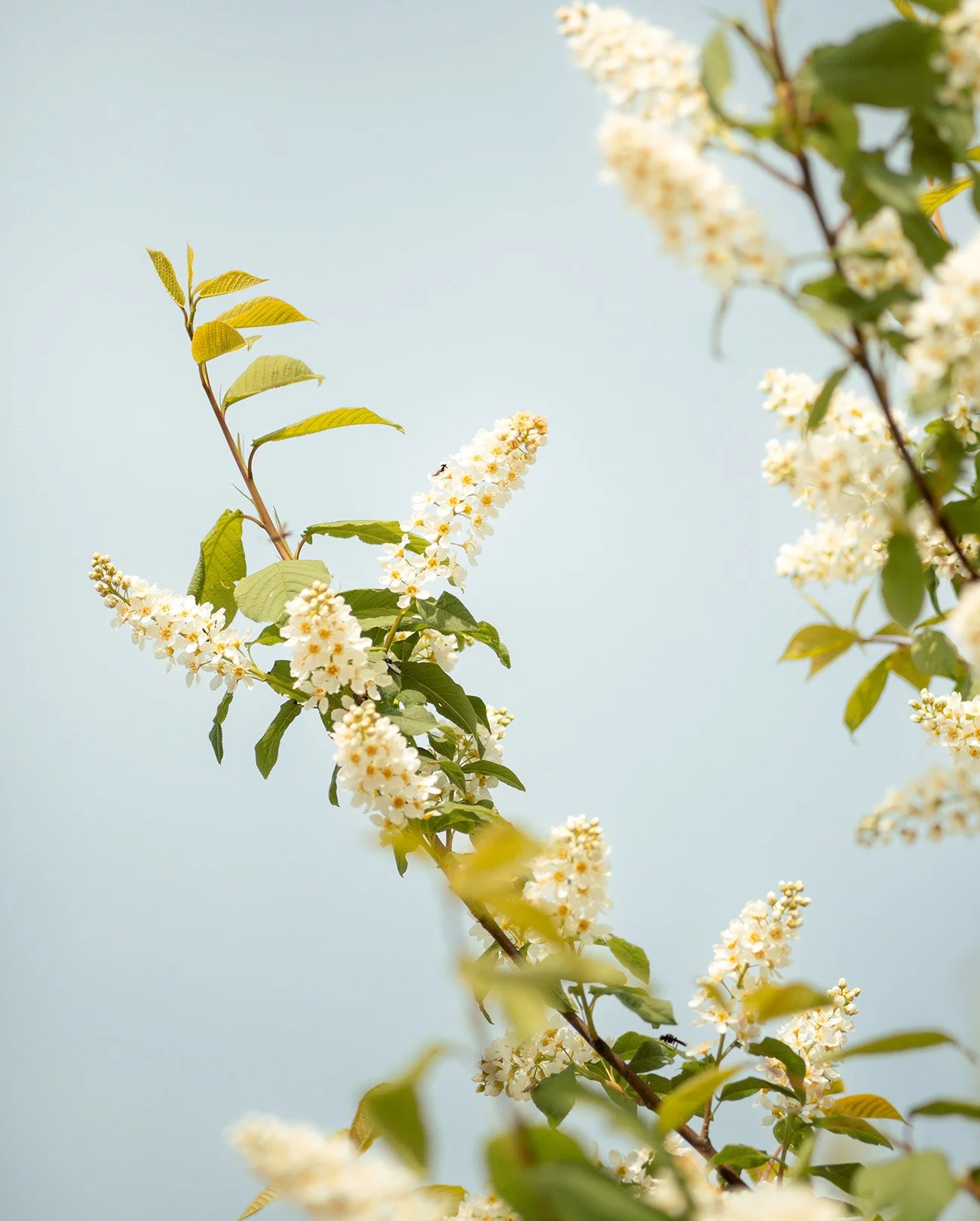 Calm, colorful, ambient nature photography: Close-up of white flowering branches with green leaves against a soft blue sky.