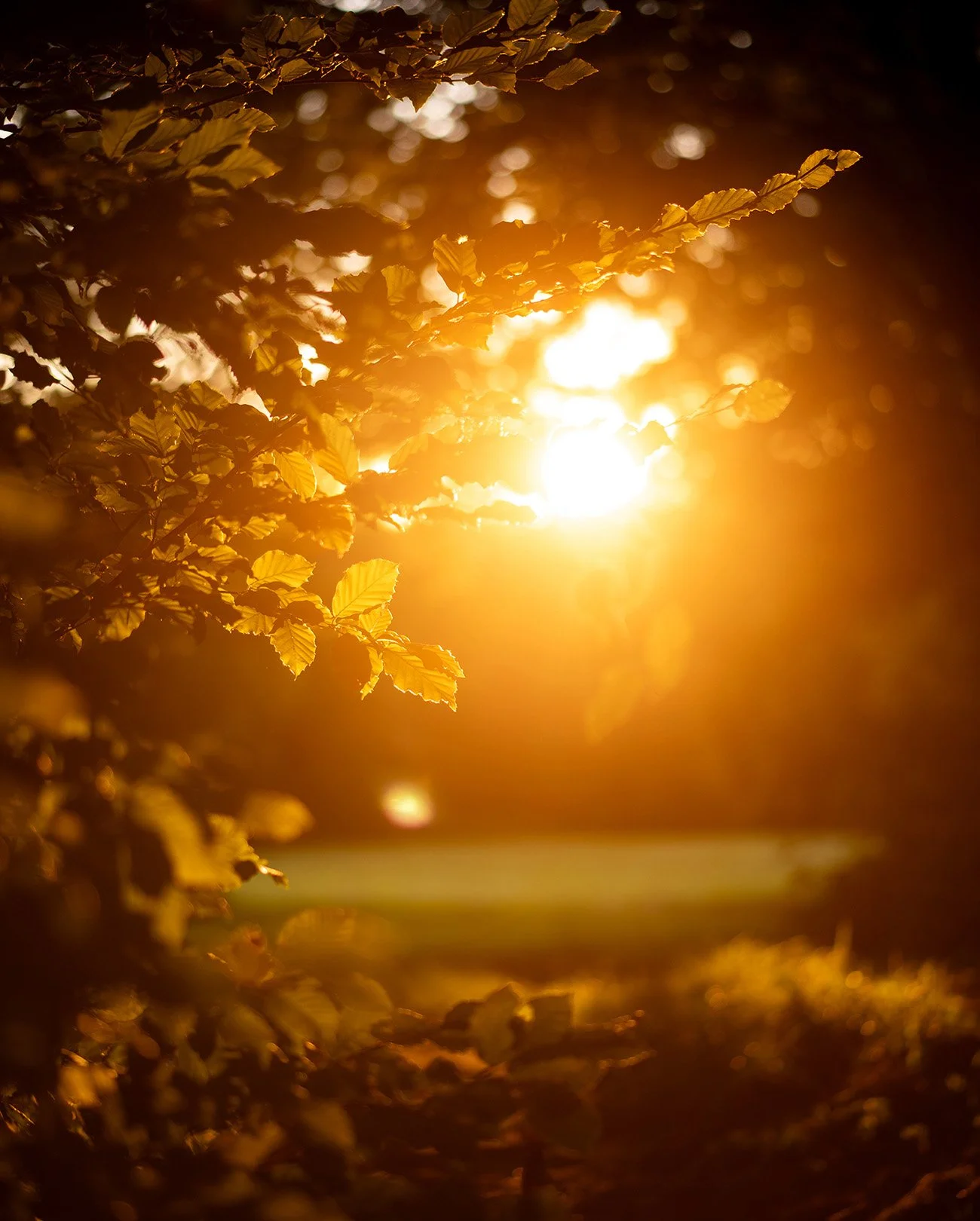 Calm, colorful, ambient nature photography: Sunset through tree leaves casting warm golden light.