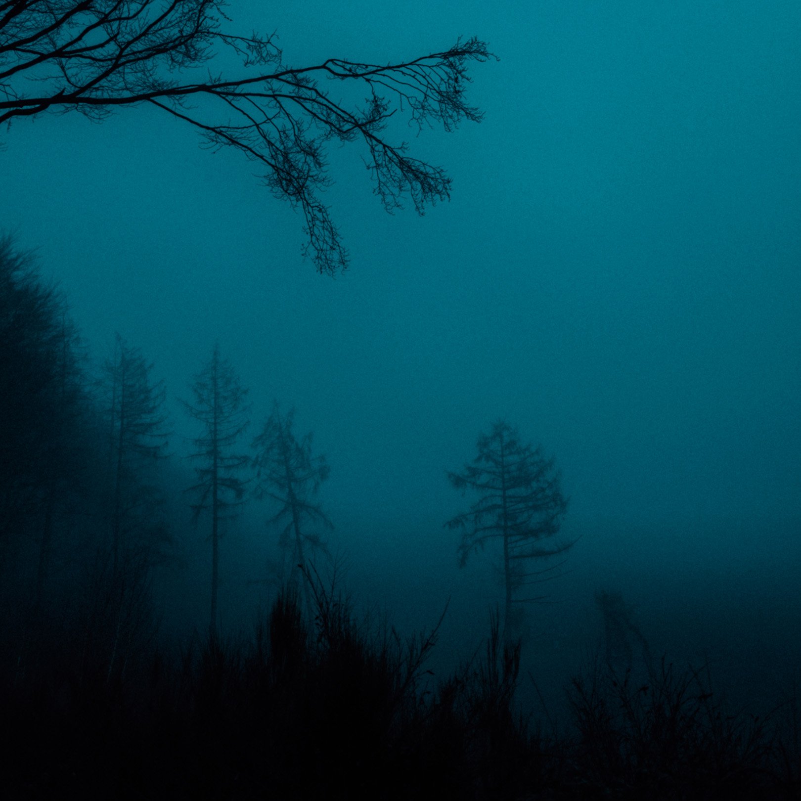 Quiet, heavy, cinematic atmospheric photography: Nighttime forest scene with silhouettes of trees against a dark, foggy sky.