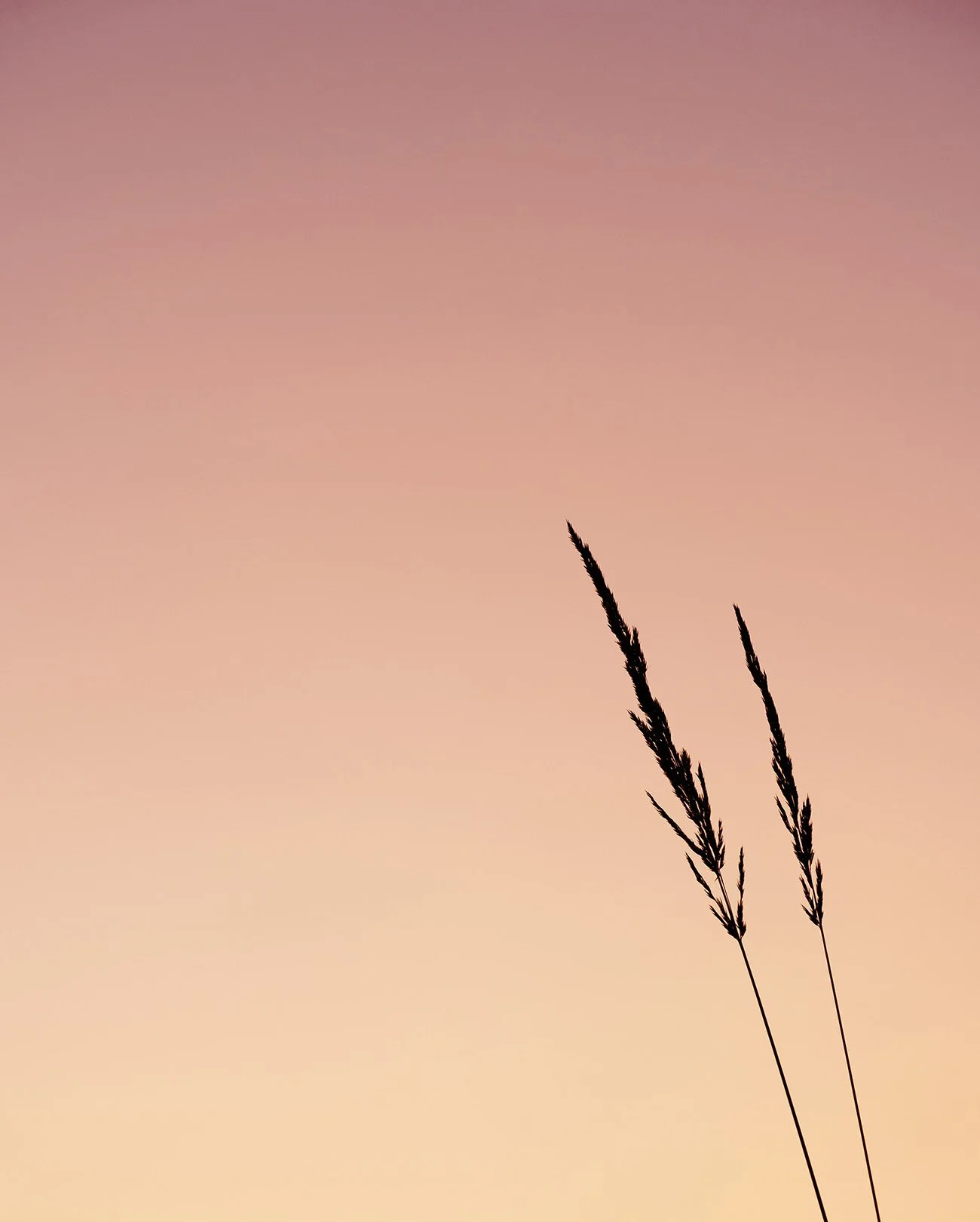Calm, colorful, ambient nature photography: Silhouette of two grass stalks against a soft pastel sunset sky.