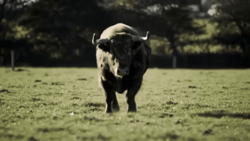 A bull charging in a grassy field.