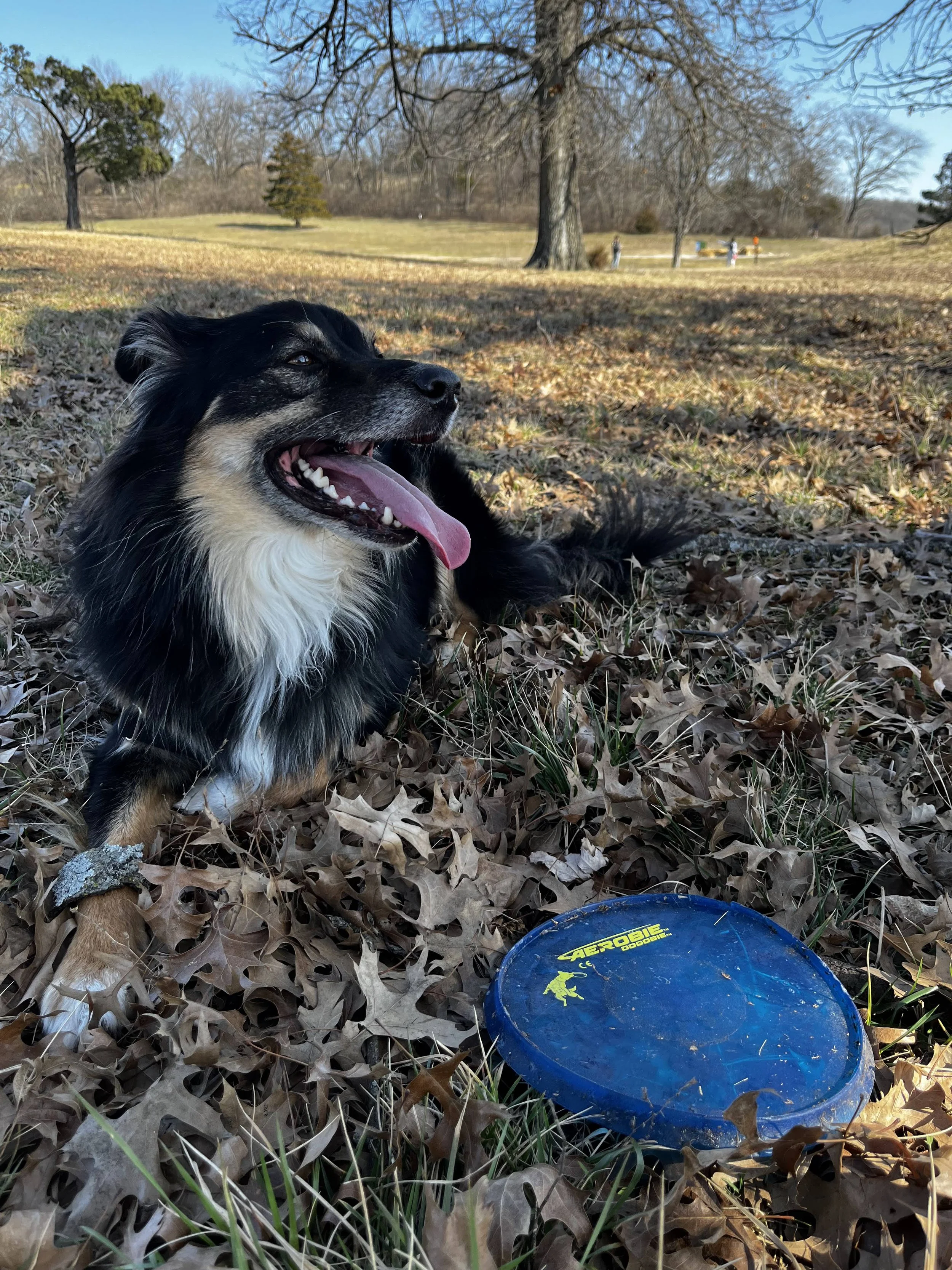The Case of an Adolescent Dog