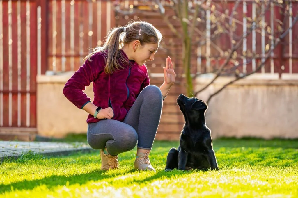 A girl training her black Labrador puppy outdoors