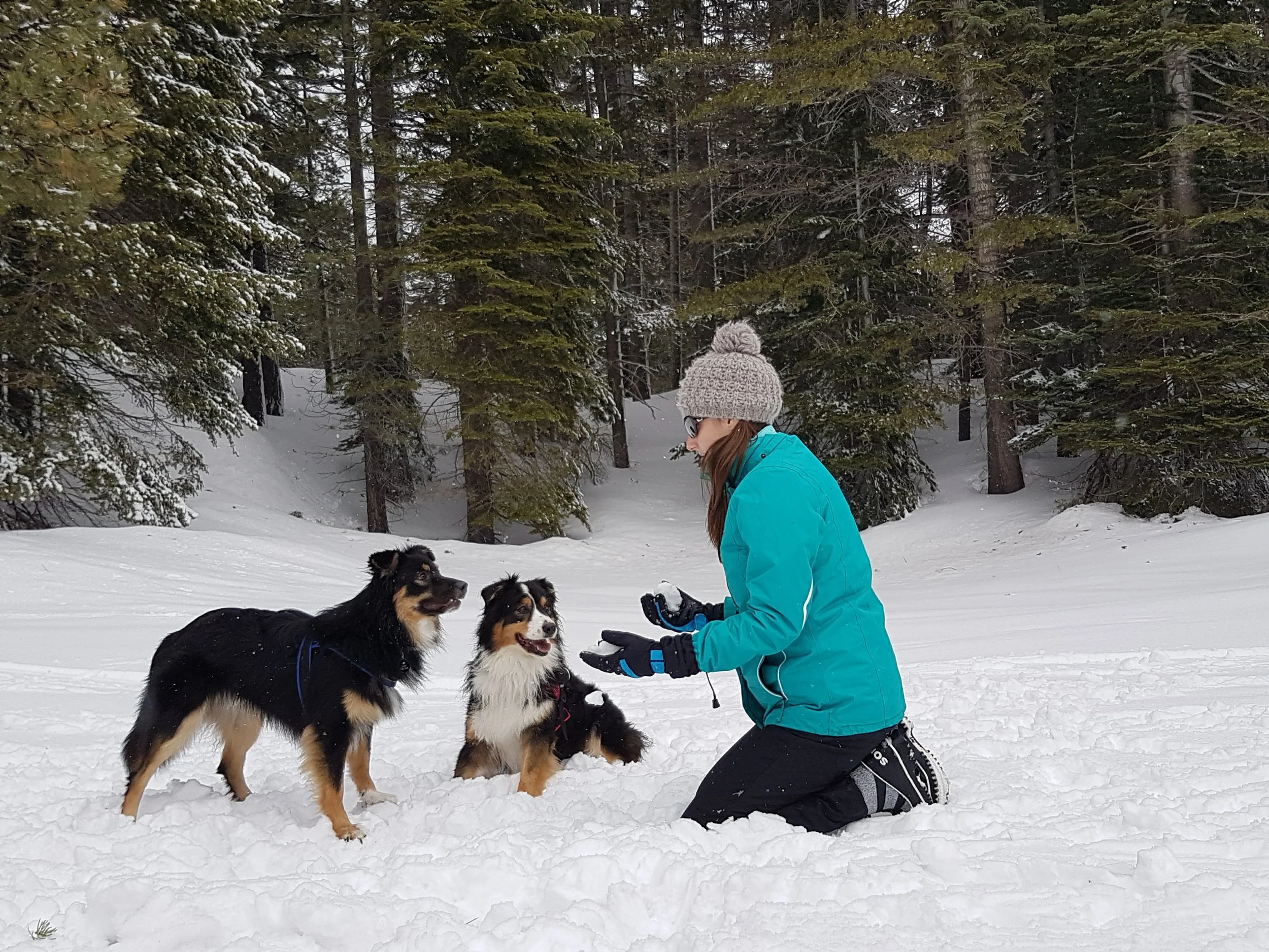 A woman kneeling in the snow, wearing a blue jacket, gray knit hat, and gloves, holding a snowball with two Australian Shepherd dogs sitting nearby in a snowy forest.