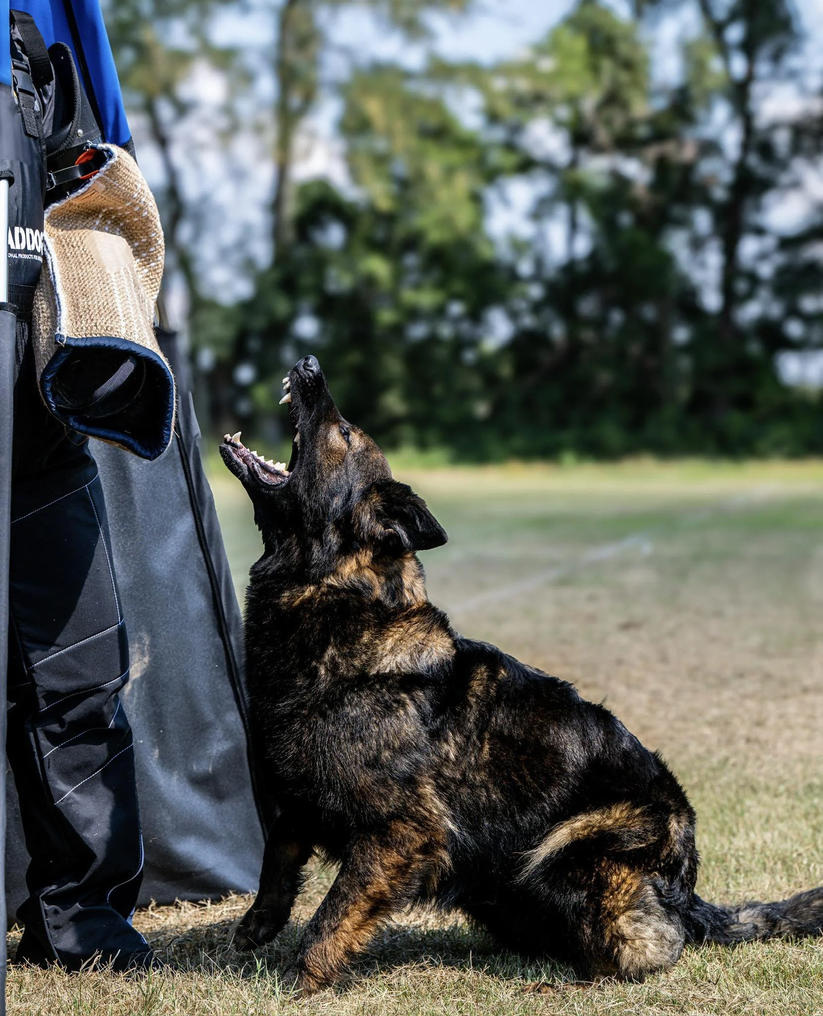A German Shepherd dog sitting on the grass outside, barking or biting at a person's leg, with a background of green trees and an open field.