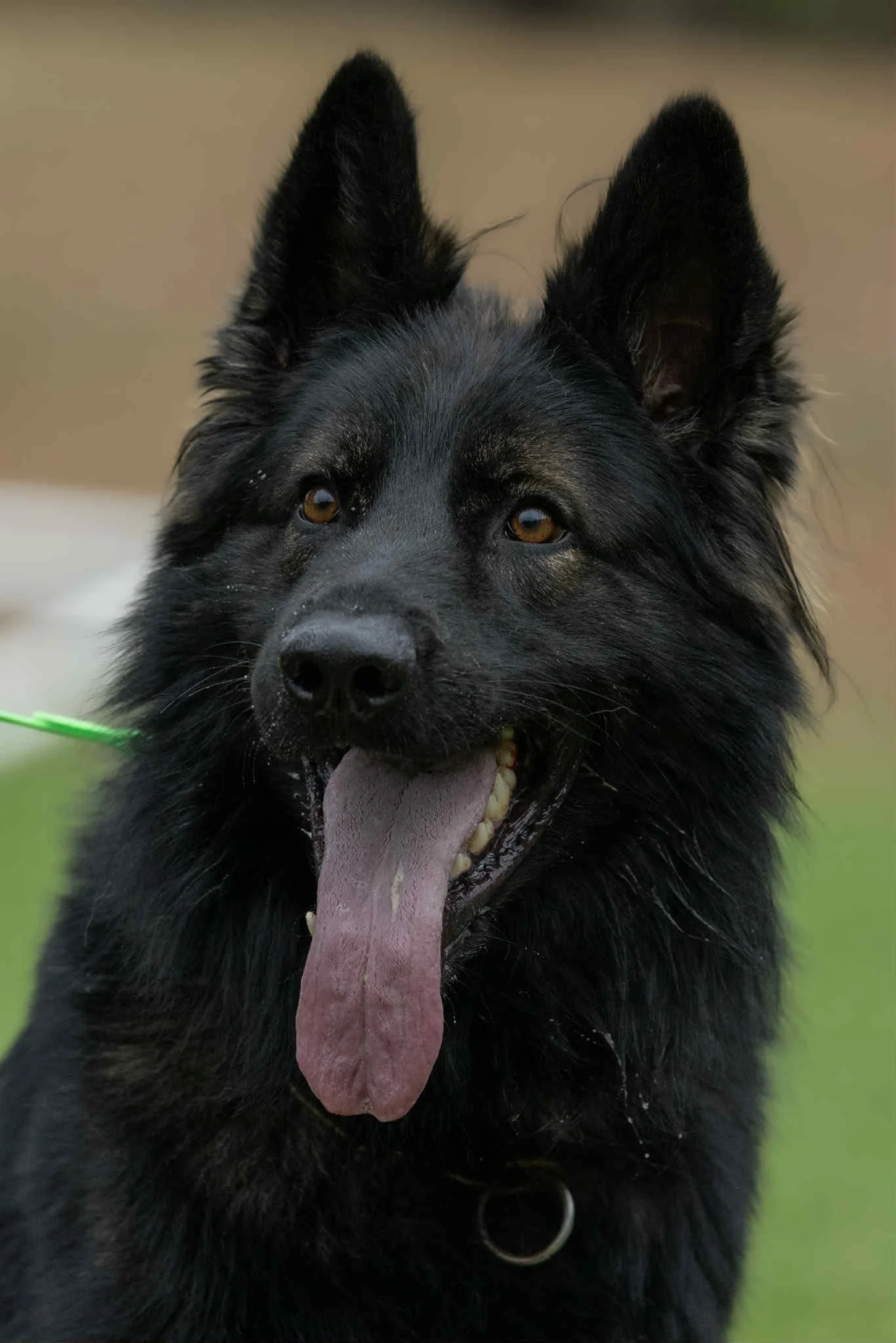 Close-up of a black dog with pointed ears, yellow eyes, and tongue hanging out.