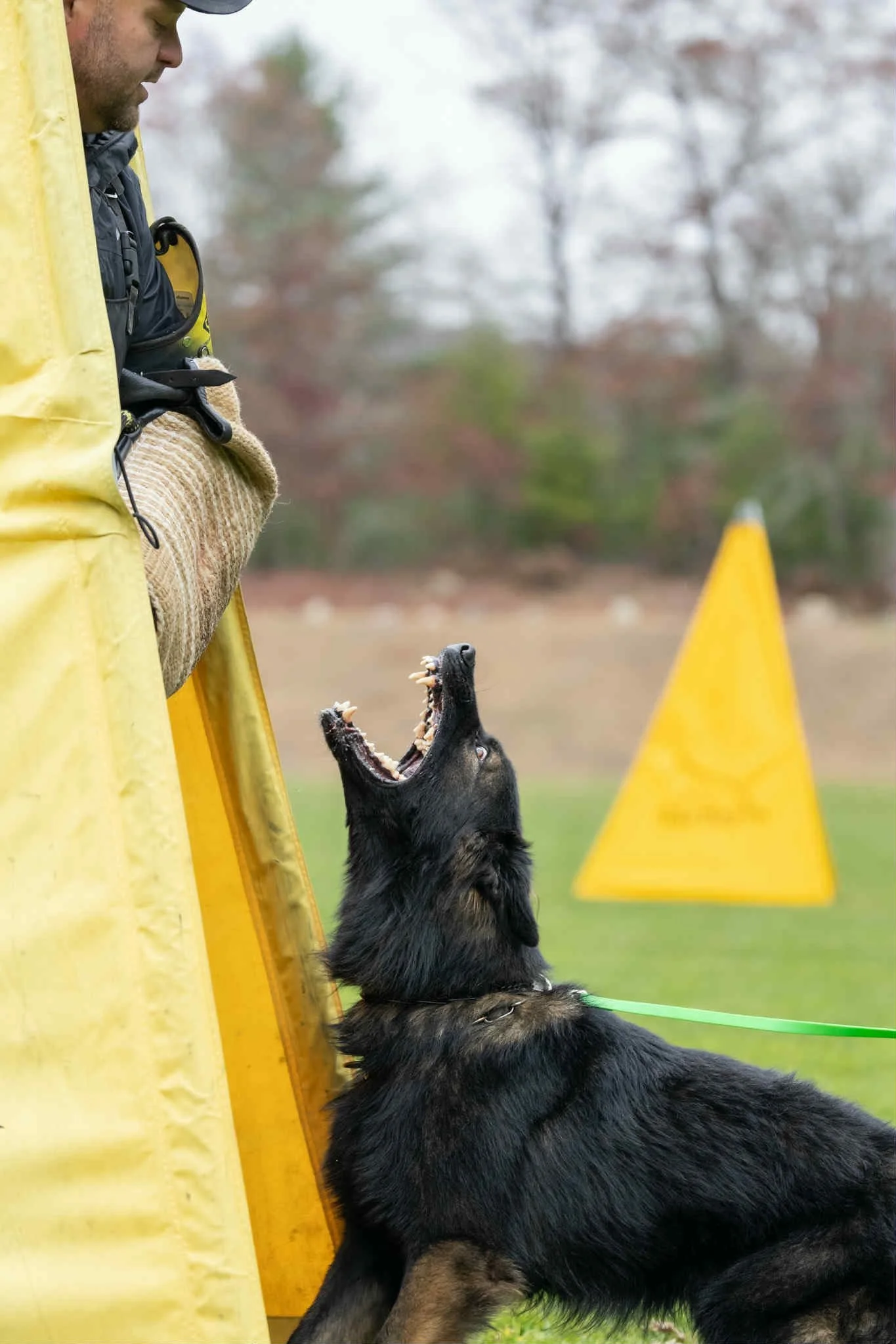 A police dog training session with a black and brown German Shepherd, barking at a man inside a yellow training sleeve during outdoor training with a blurred background of trees and a yellow cone.