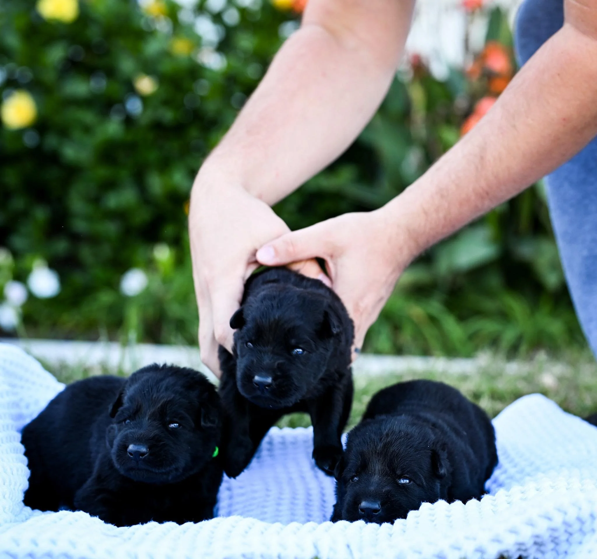 Stoli & Zorro   C Litter
