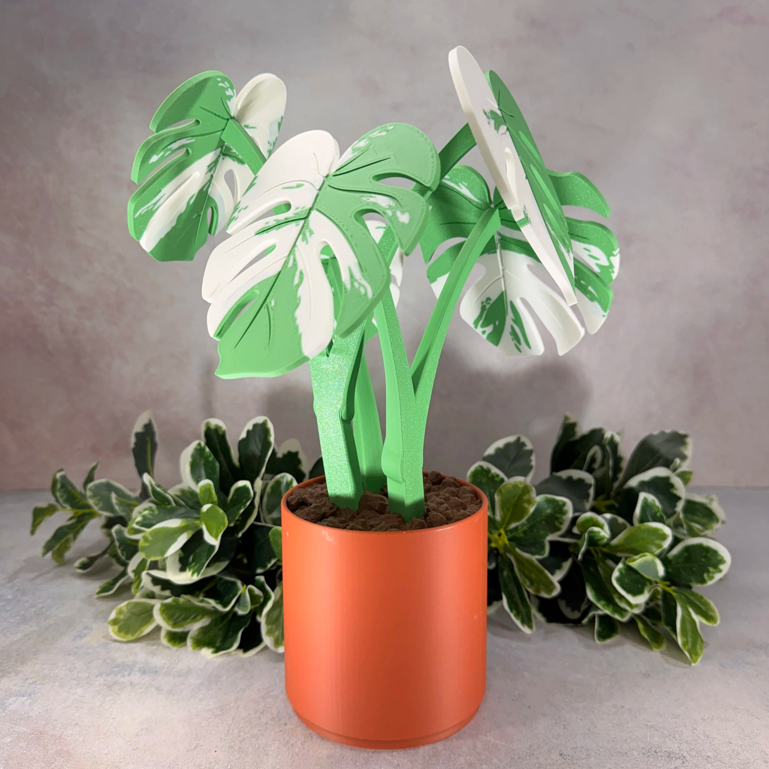 MONSTERA COASTER PLANT