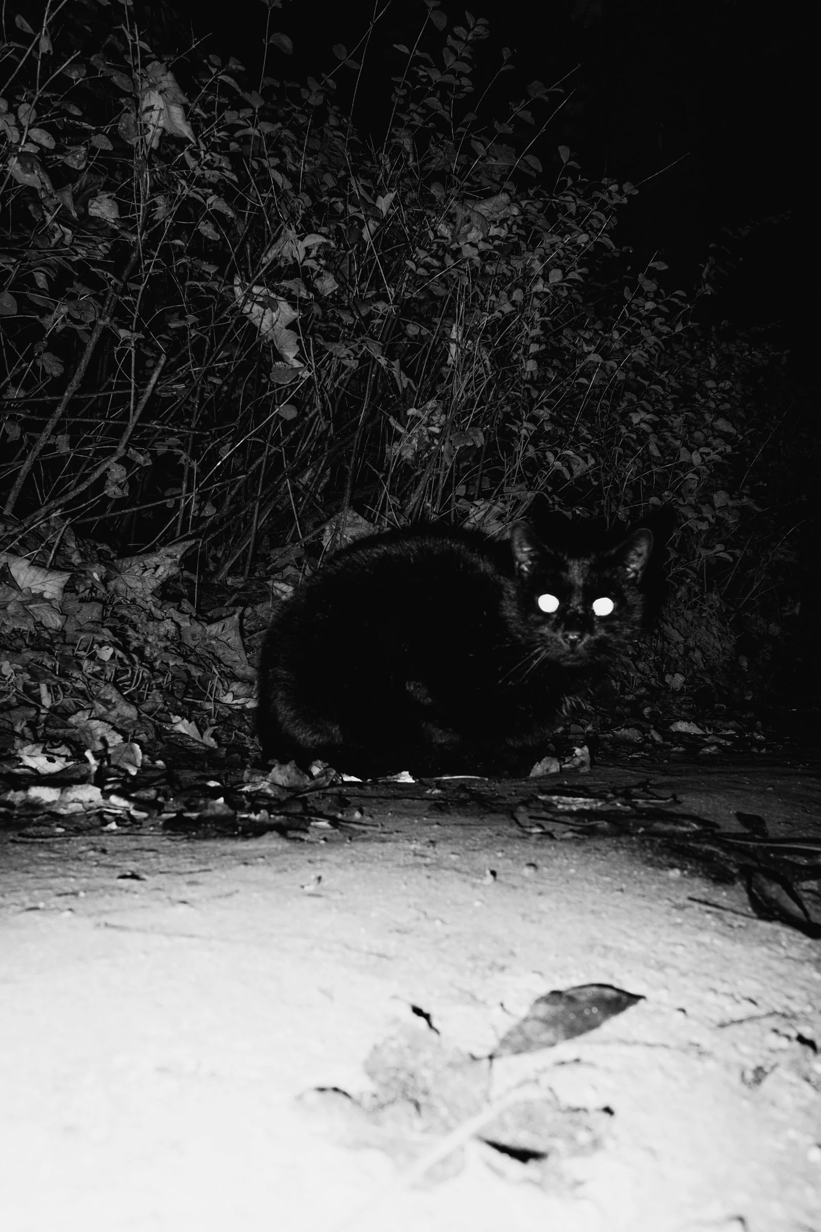 Nachtelijke Ontmoeting