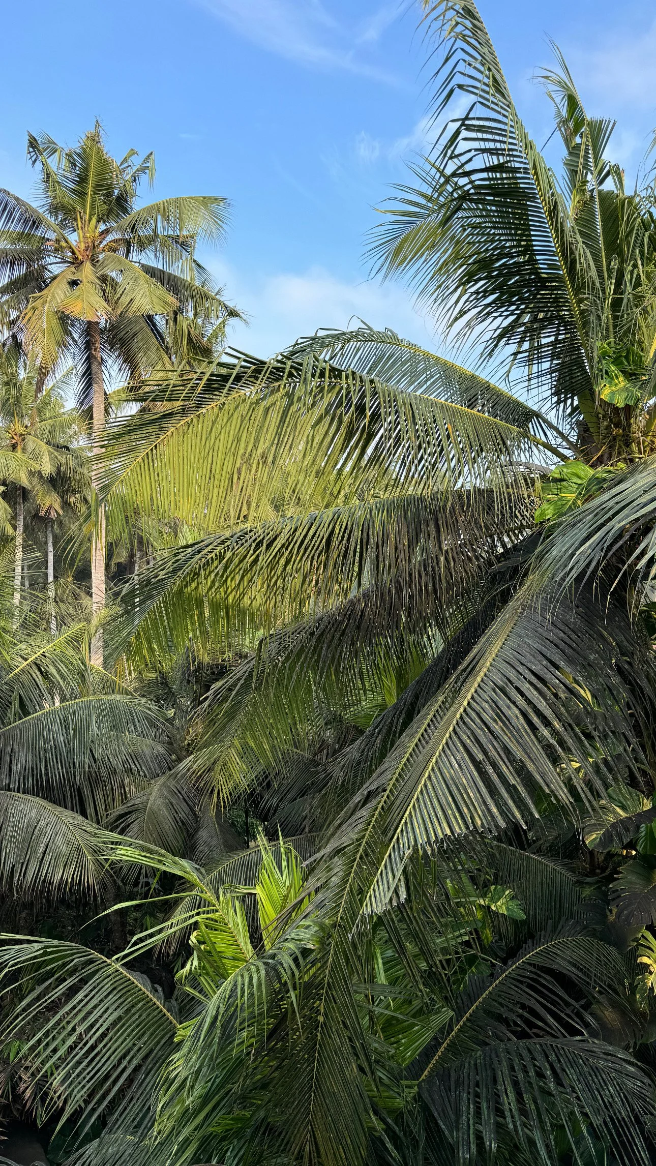 Lush tropical trees and plants, including palm trees, under a clear blue sky.