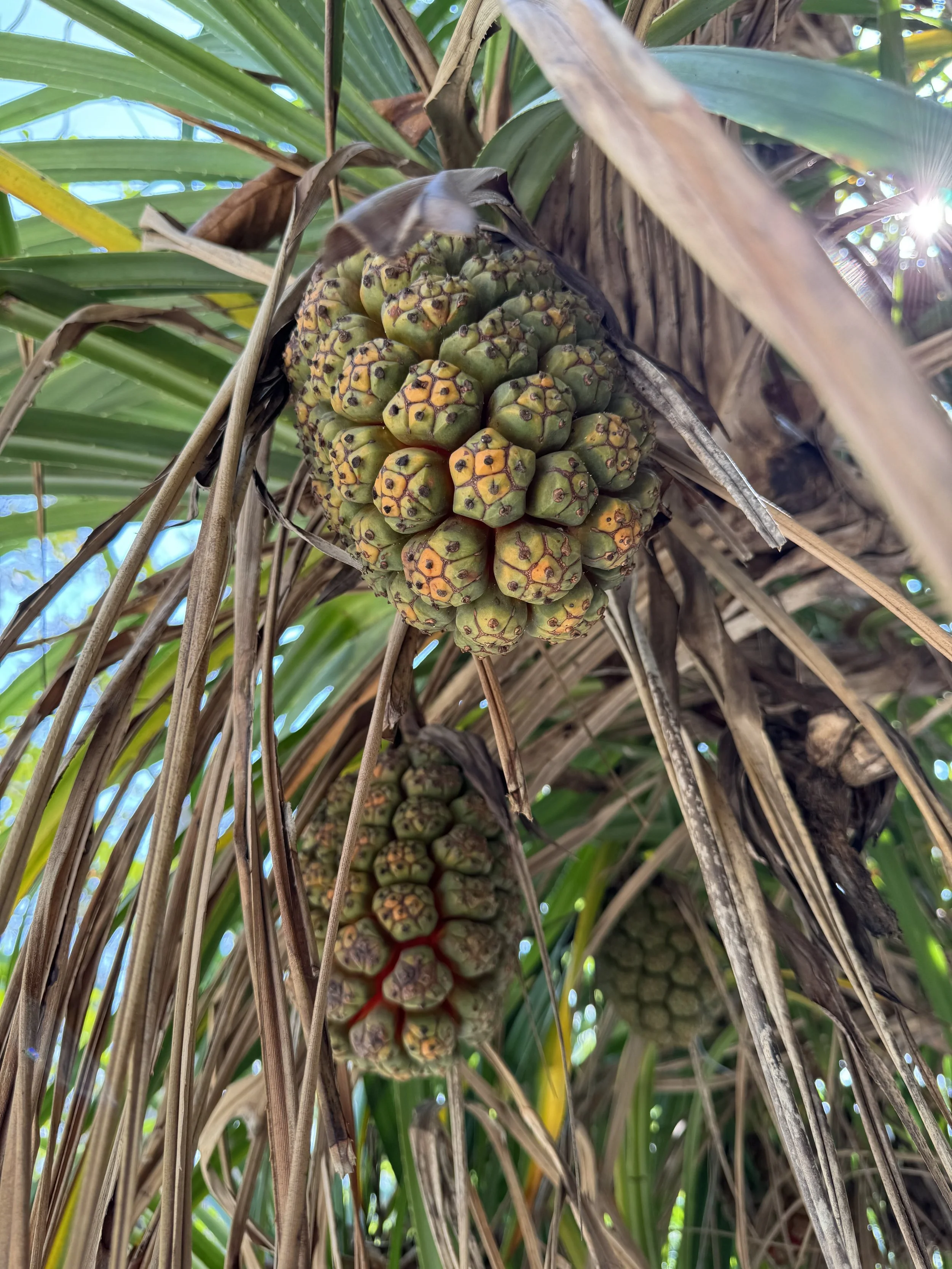 Close-up of pandanus fruit growing among topical leaves in the sunlight.