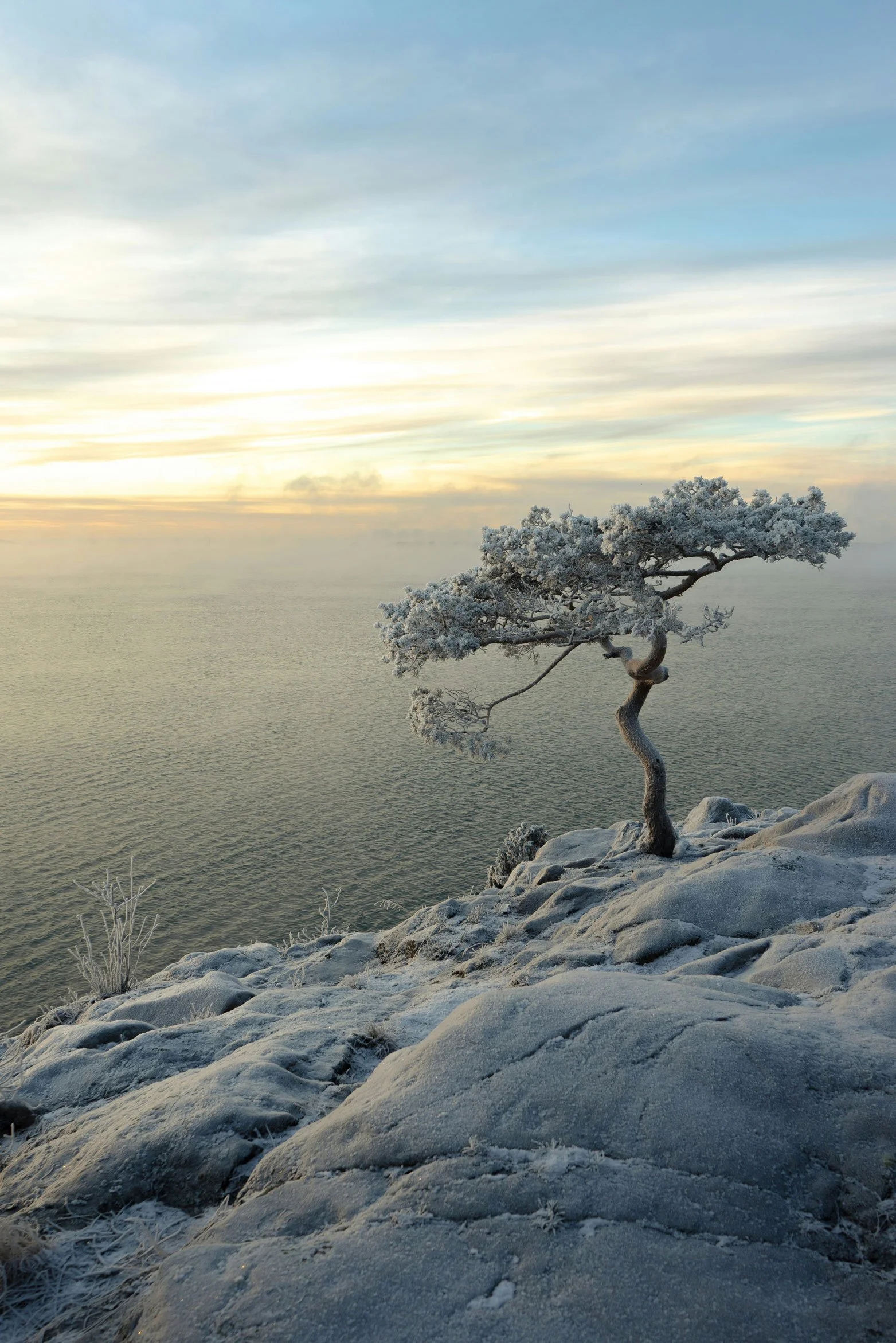 Árbol solitario cubierto de escarcha sobre un acantilado frente al mar, símbolo visual de resiliencia y fuerza interior (gaman)
