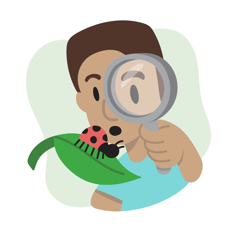 Custom Illustration: person looking at a ladybug on a leaf through a magnifying glass 