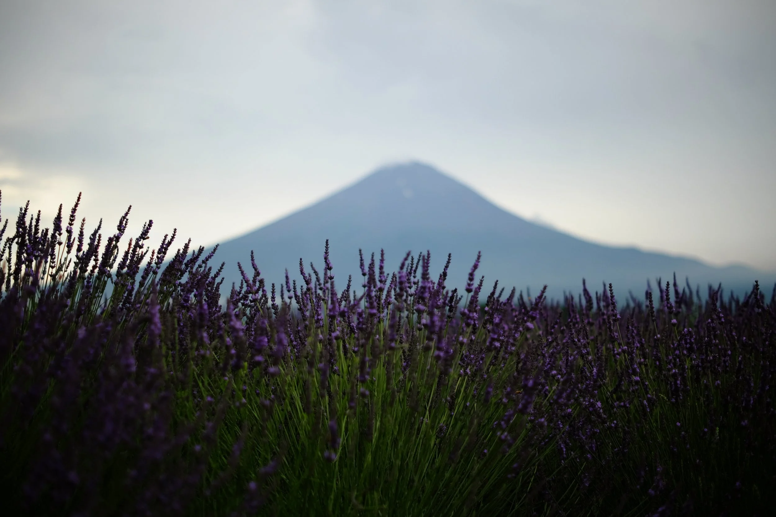 DSCF4586.JPG
