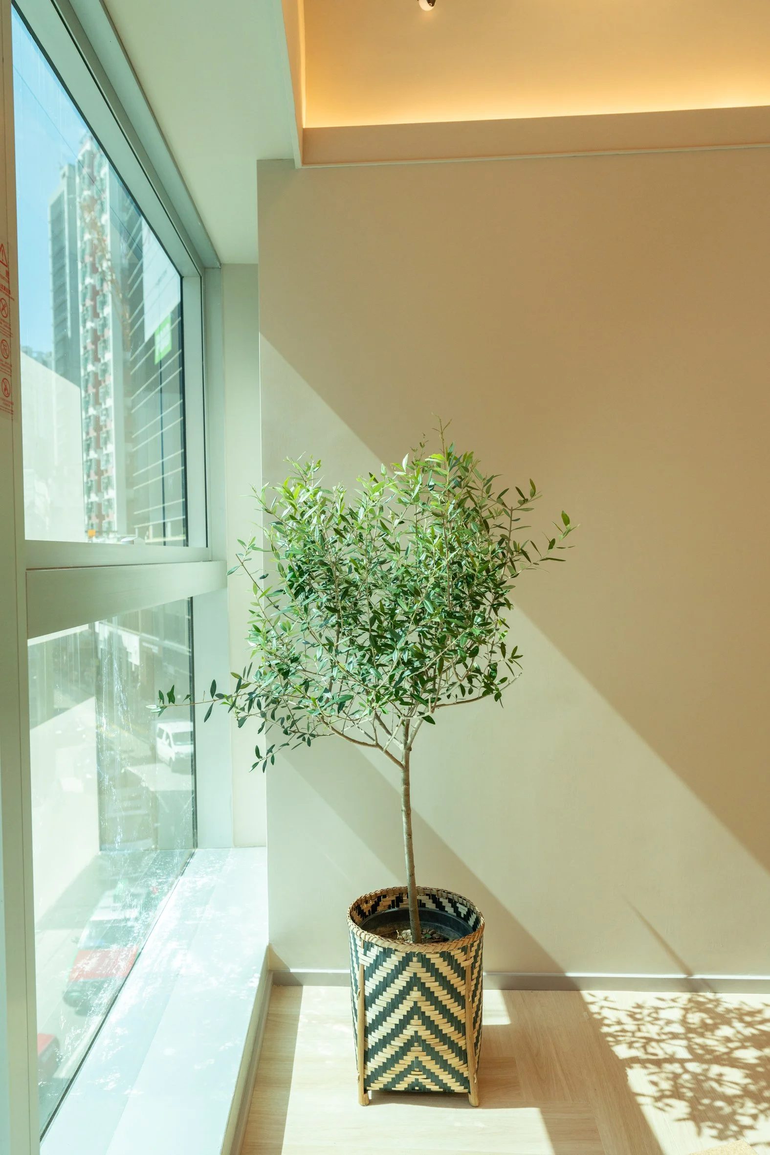 A potted plant with green leaves placed indoors next to a large window, casting shadows on the light-colored wooden floor and beige wall.