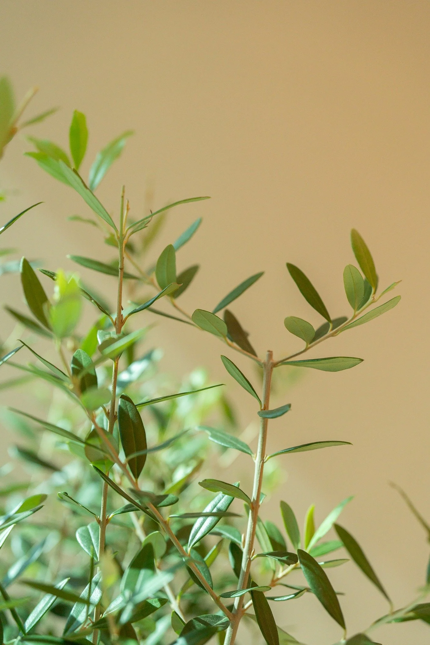Close-up of green leafy branches with slender, elongated leaves on a plant against a light yellow background.