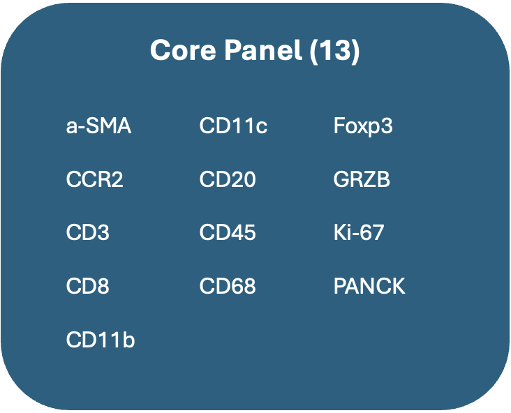 A blue slide displaying a list of 13 names of core biological markers or proteins, including a-SMA, CD11c, Foxp3, CCR2, CD20, GRZB, CD3, CD45, Ki-67, CD8, CD68, and PANCK.