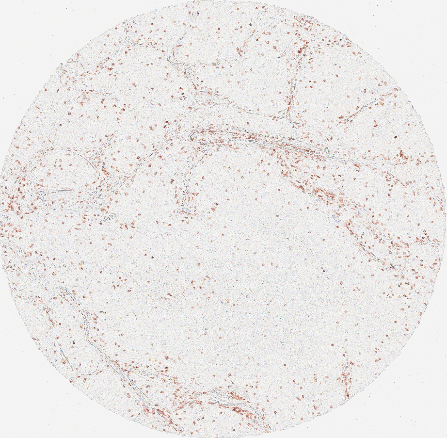Microscopic image of a circular sample showing green, purple, and red stained cellular structures and tissue sections.