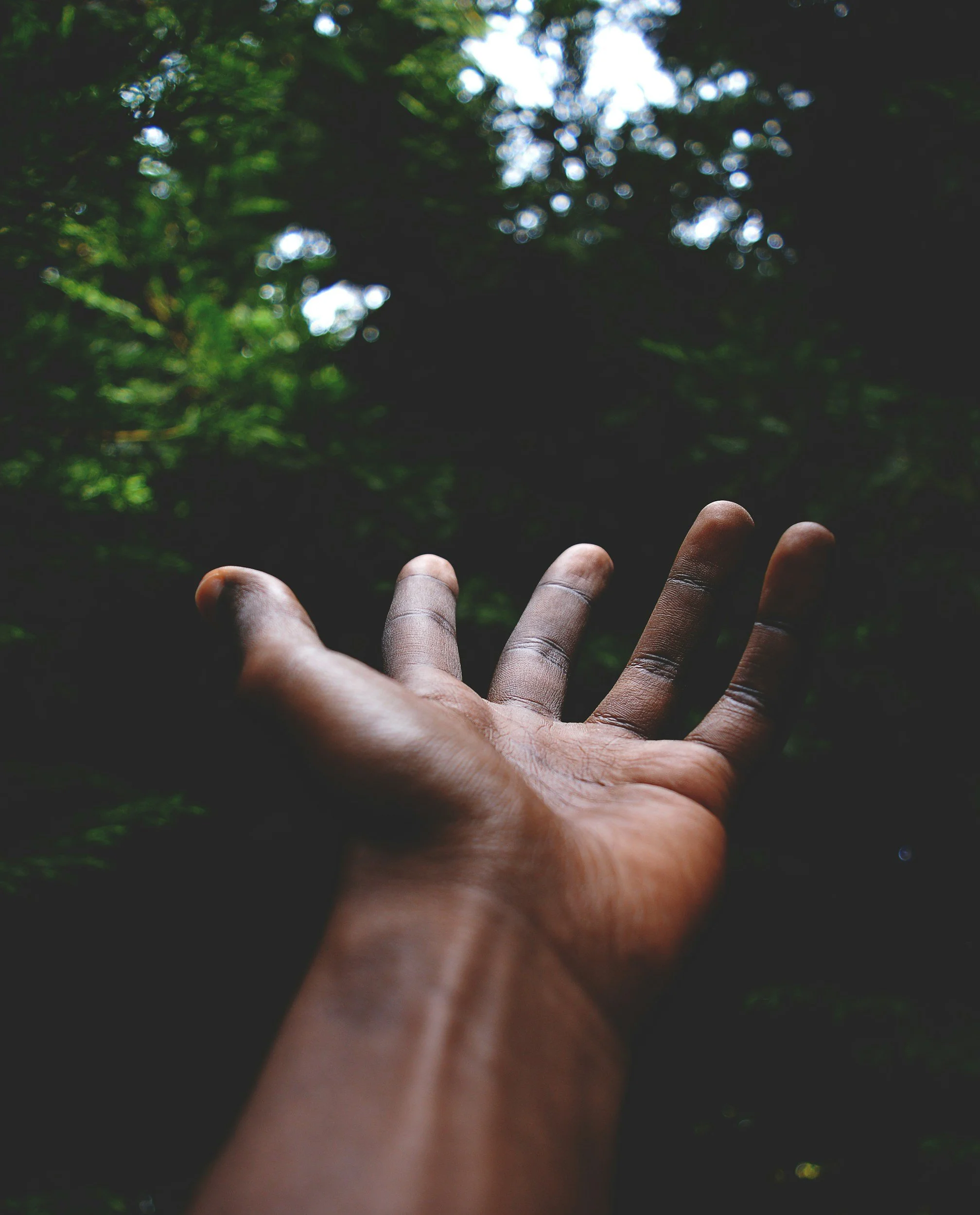A hand reaching out against a background of green foliage and dappled sunlight.