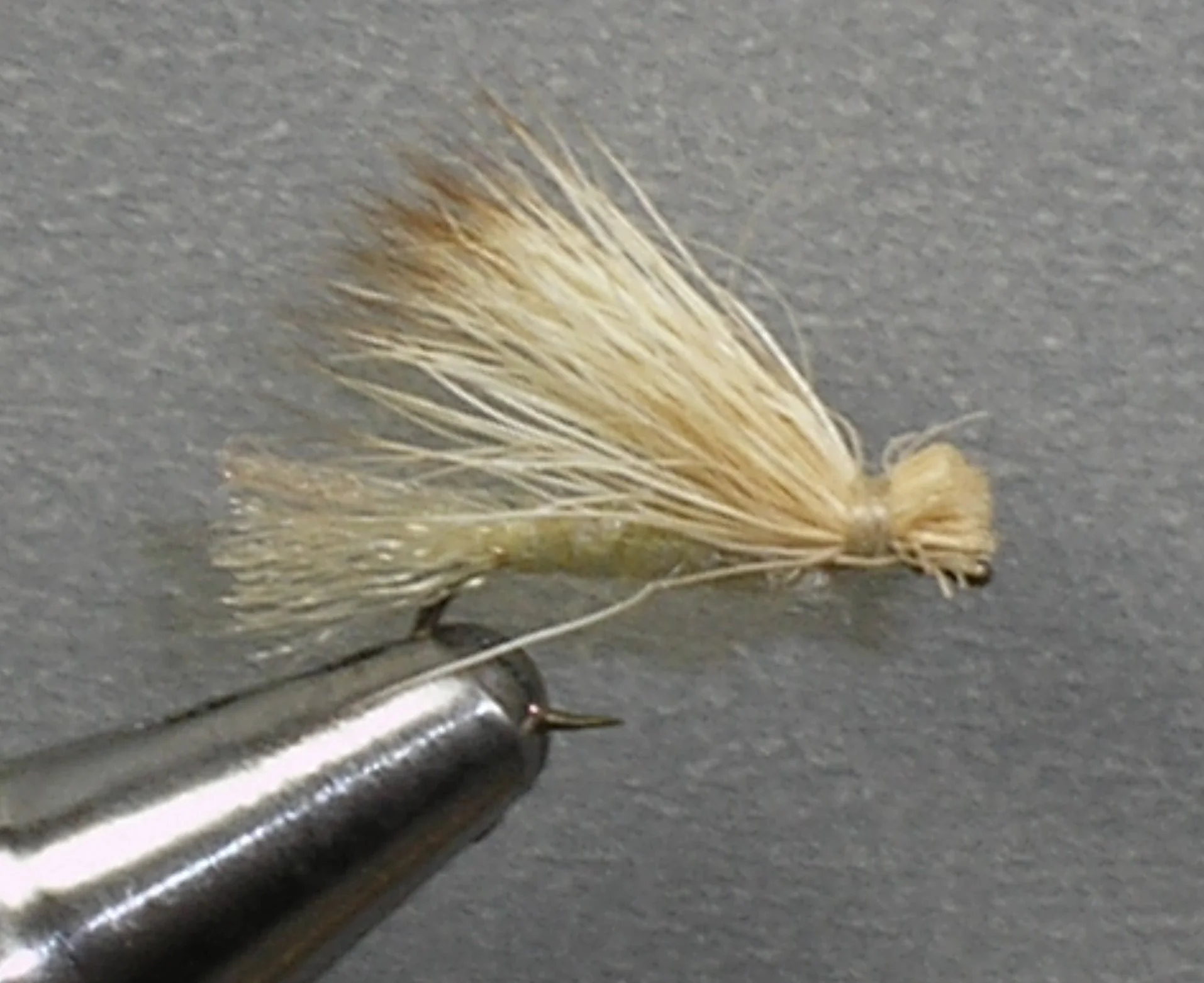 Close-up of a small, light-colored dried insect or insect-like creature with thin, wispy wings, laid on a gray surface near a metallic pin.