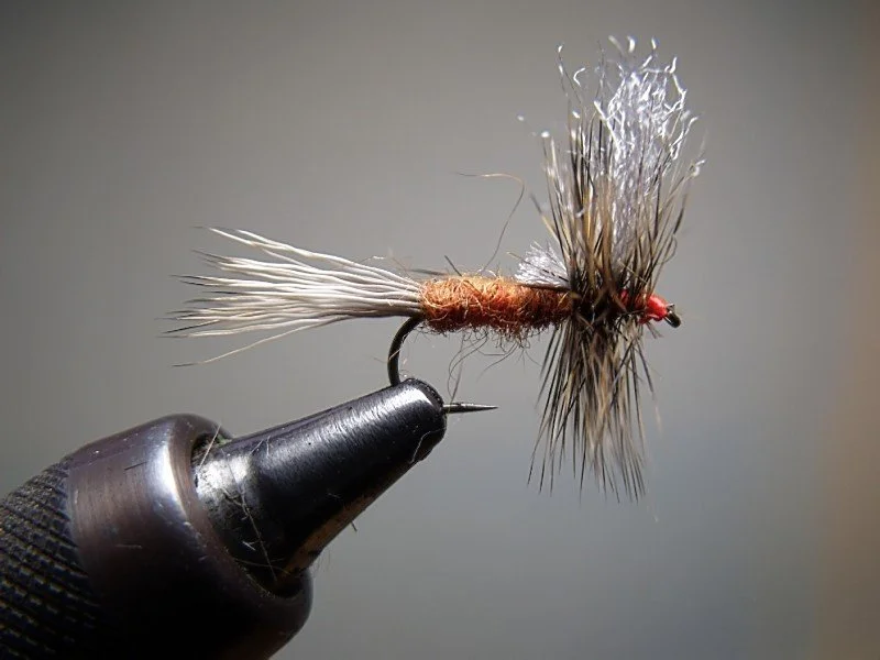 Close-up of a fishing fly with brown and beige feathers, attached to a black hook, held in a vise.