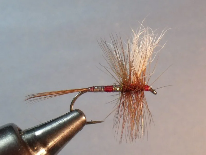 Close-up of a fishing fly with orange, red, and white feathers.