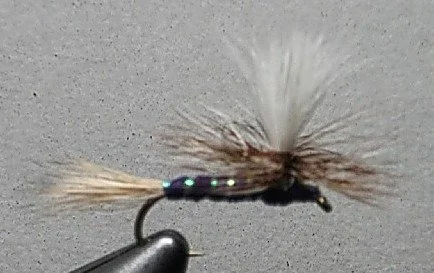 Close-up of a fishing fly with brown and white feathers.