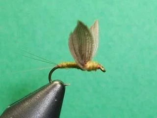 Close-up of a fishing fly with a green, winged body on a green background.