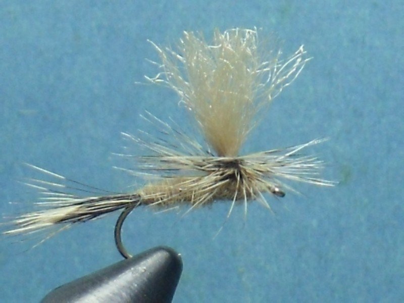 Close-up of a fishing fly against a blue background, mimicking an insect for fly fishing.
