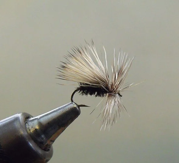Peacock Caddis