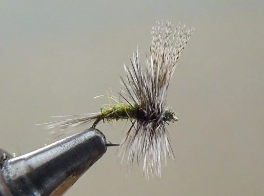 Close-up of a fishing fly tied to a hook, used for fly fishing, with feathers and synthetic materials.