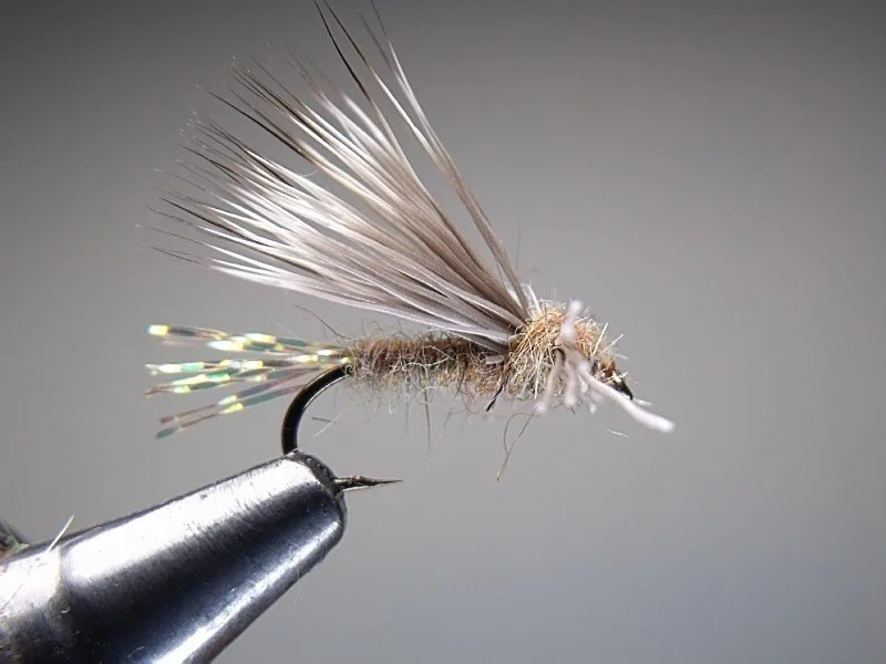 Close-up of a fishing fly with feathered wings and a hook, used in fly fishing.
