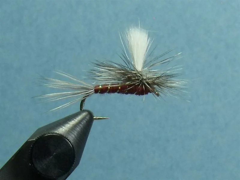 Close-up of a fishing fly with a white tuft, brown body, and feathered wings, held in a vise against a blue background.