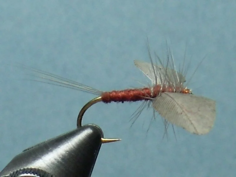 Close-up of a fishing fly with a hook, featuring a small, wrapped body, wings, and long, thin wings or tails, used for fly fishing.