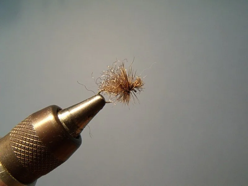 Cripple Caddis