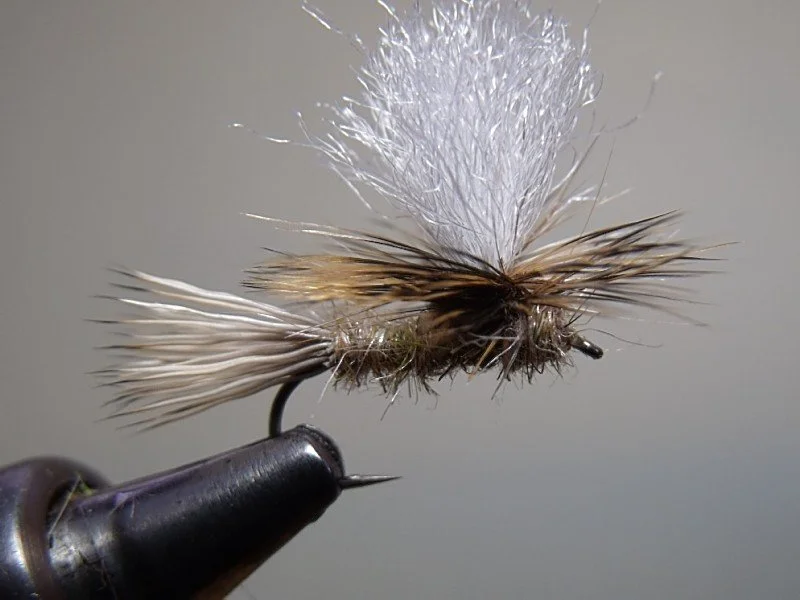 Close-up of a fishing fly with feather and white synthetic tail, mounted on a fly-tying vice