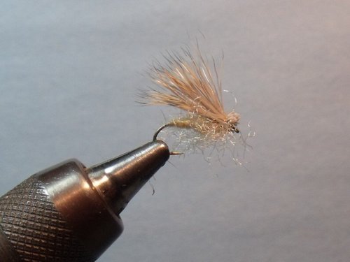 Spruce Moth | Explore and Fish Now — Pike Wayne Trout Unlimited