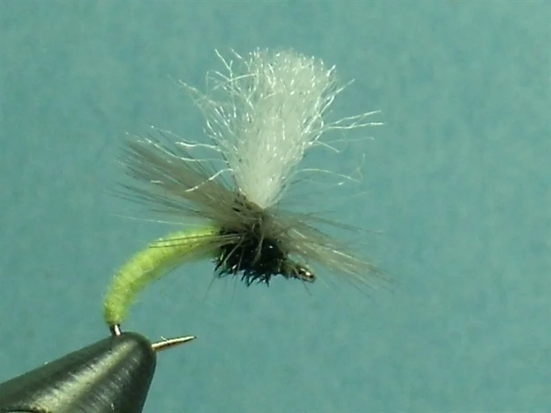 A close-up of a fishing fly with a black body, gray wings, and a white tuft at the top, held in a fishing hook against a blue background.