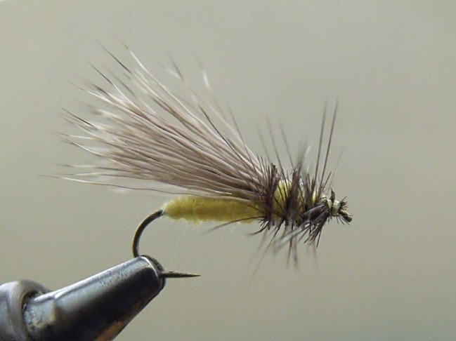Close-up of a fishing fly with feathered wings and fuzzy body, held in a metal vise.