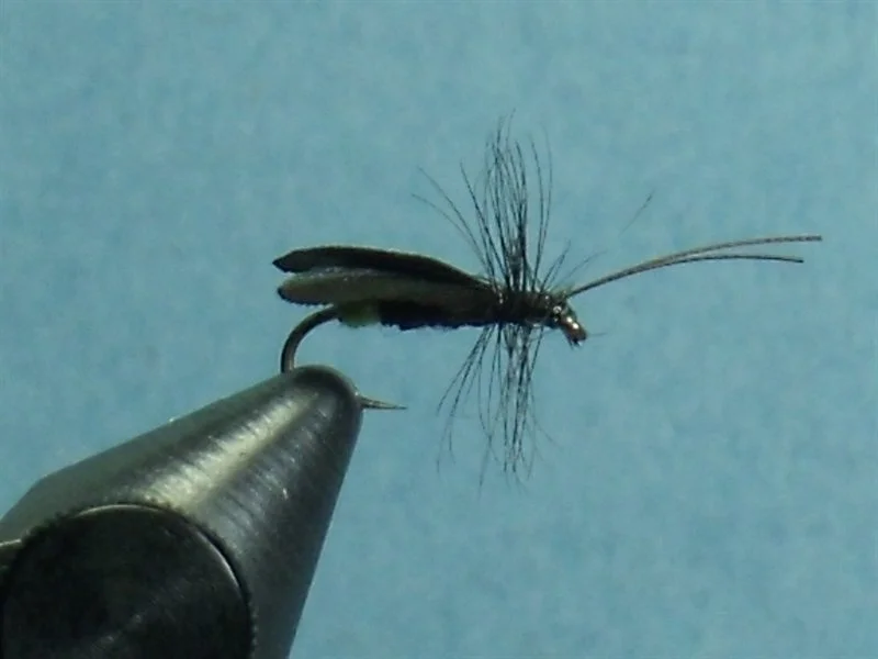 Black Caddis