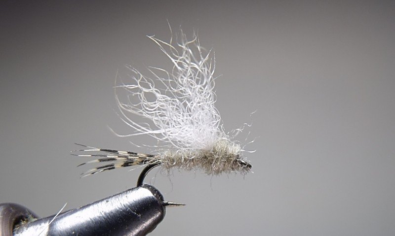Close-up of a fishing fly with white and gray fibers, held by a metallic tool against a plain background.